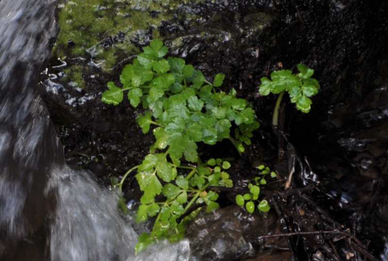 Oenanthe crocata